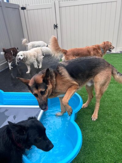Run Dog Run - Kingston, WA