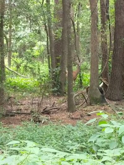 Creekwood Nature Area - Kingwood, TX