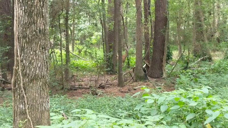 Creekwood Nature Area - Kingwood, TX