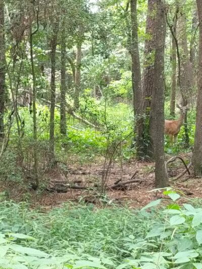 Creekwood Nature Area - Kingwood, TX