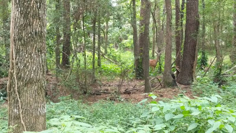 Creekwood Nature Area - Kingwood, TX