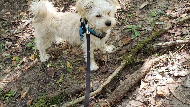Creekwood Nature Area - Kingwood, TX