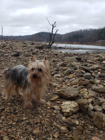 Kissee Mills Park - Kissee Mills, MO