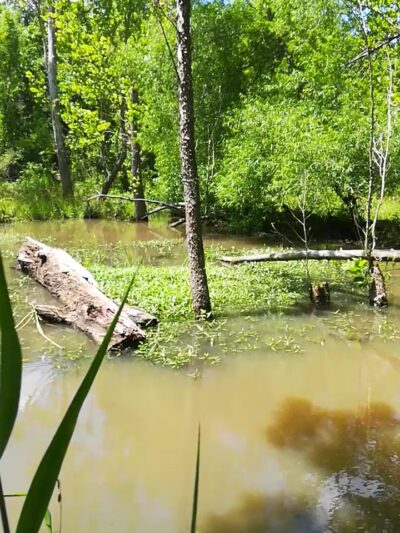Knob Noster State Park - Knob Noster, MO
