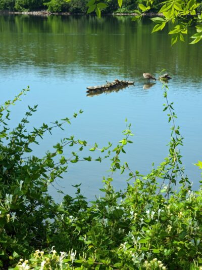 Cherokee Farm Park/Greenway - Knoxville, TN