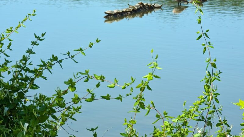 Cherokee Farm Park/Greenway - Knoxville, TN