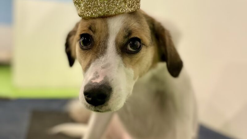 Royal Bark Social Club - Knoxville, TN