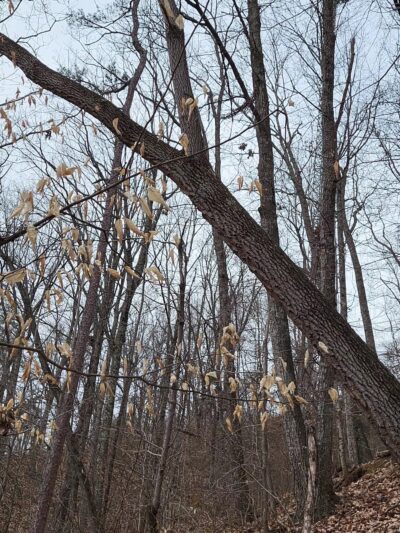 Sharp's Ridge Veterans Memorial Park - Knoxville, TN