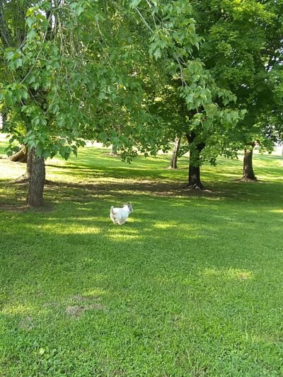 William Powell Park - Knoxville, TN