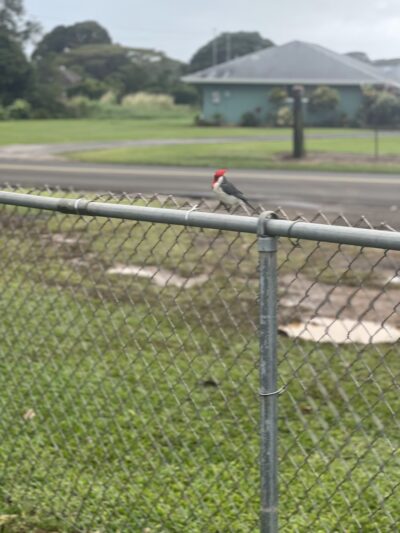 Omao Neighborhood Park - Koloa, HI