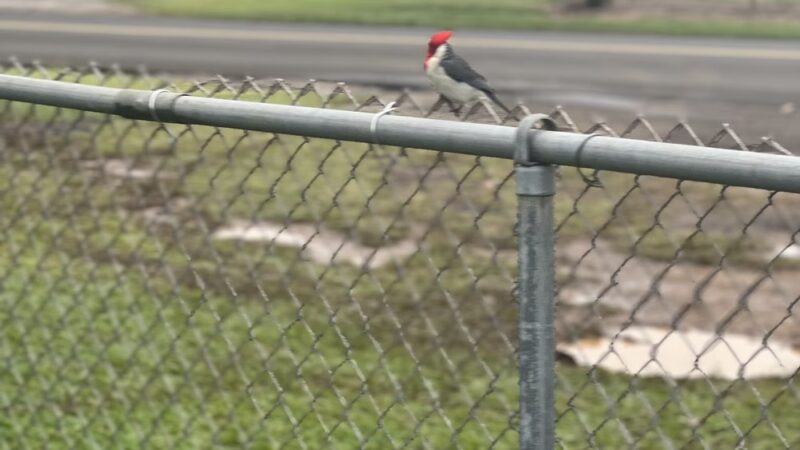 Omao Neighborhood Park - Koloa, HI