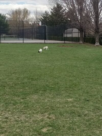 Kronenwetter Dog Park - Kronenwetter, WI
