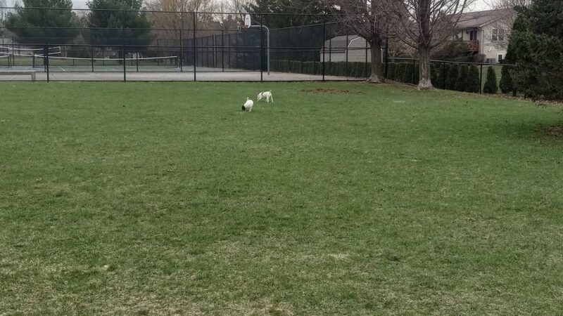 Kronenwetter Dog Park - Kronenwetter, WI