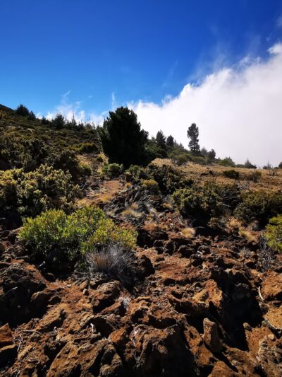 Kula Forest Reserve - Kula, HI