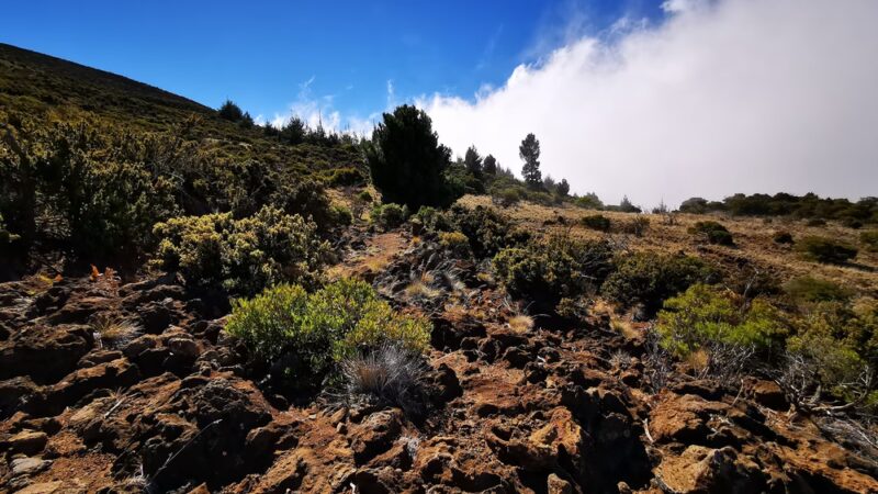Kula Forest Reserve - Kula, HI