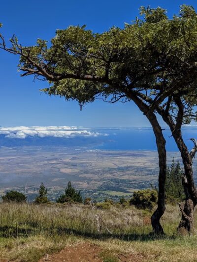 Kula Forest Reserve - Kula, HI