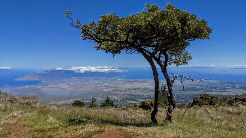 Kula Forest Reserve - Kula, HI