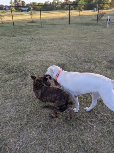 Steeplechase Dog Park - Kyle, TX