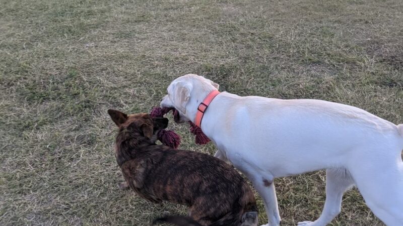 Steeplechase Dog Park - Kyle, TX