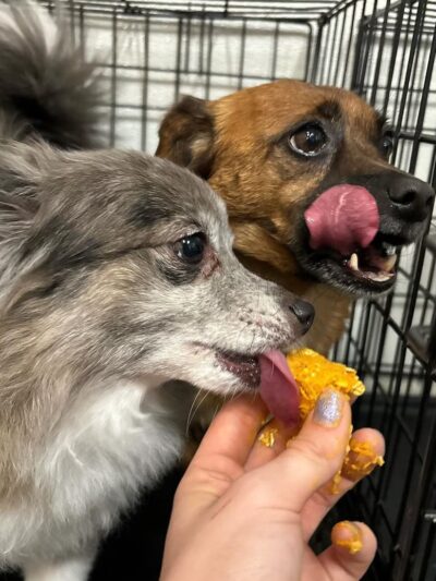 Dogtopia LaGrange - La Grange Highlands, IL