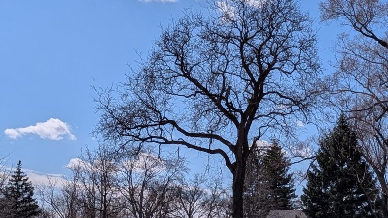 Gilbert Park - La Grange, IL