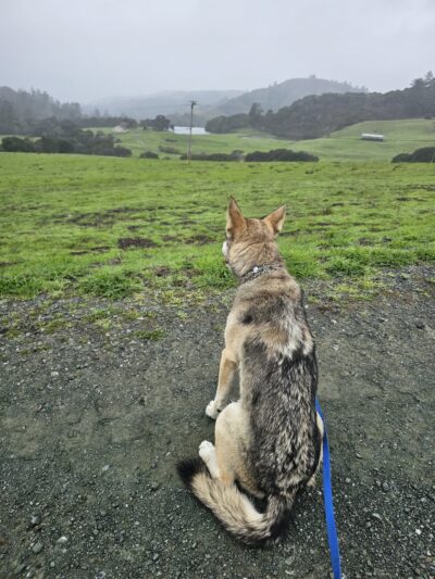 Grasshopper Loop Trail - La Honda, CA
