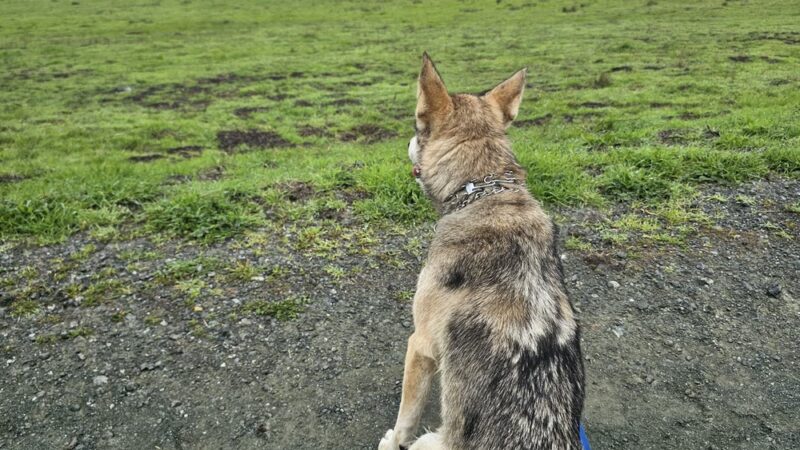 Grasshopper Loop Trail - La Honda, CA