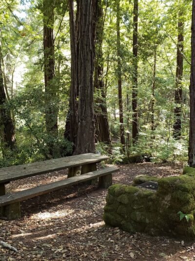 Portola Redwoods State Park - La Honda, CA