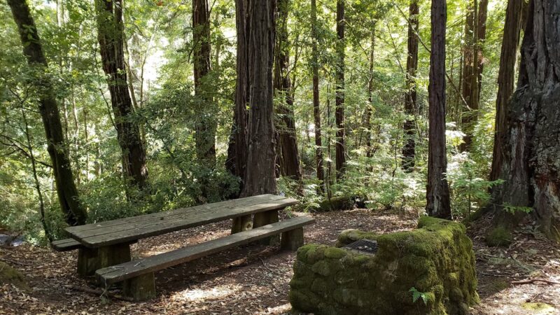 Portola Redwoods State Park - La Honda, CA