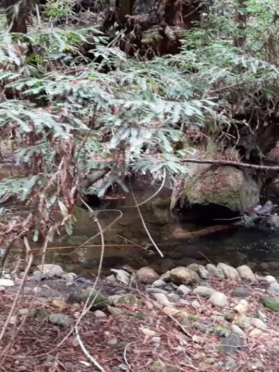 Portola Redwoods State Park - La Honda, CA