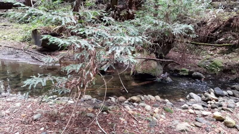 Portola Redwoods State Park - La Honda, CA