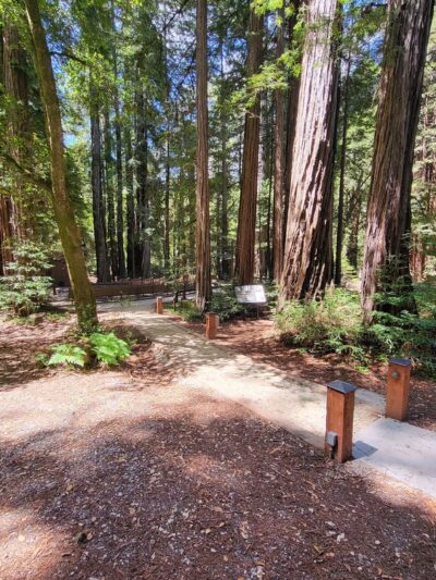 Portola Redwoods State Park - La Honda, CA