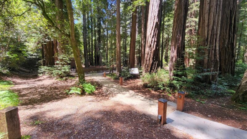 Portola Redwoods State Park - La Honda, CA