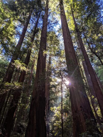Portola Redwoods State Park - La Honda, CA