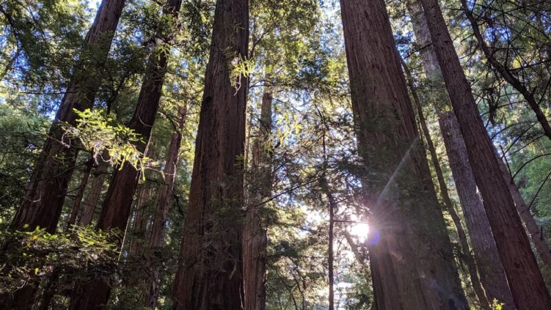 Portola Redwoods State Park - La Honda, CA