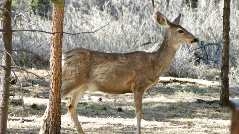 La Pine - La Pine, OR