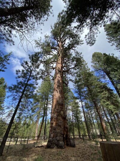 LaPine State Park Campground - La Pine, OR