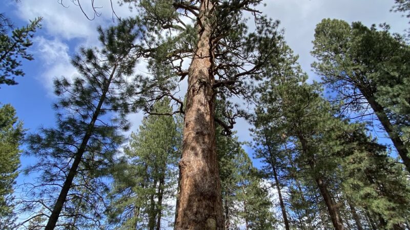 LaPine State Park Campground - La Pine, OR