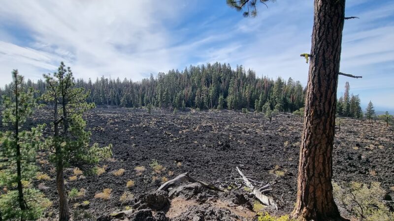 Lava Cast Forest Trail - La Pine, OR