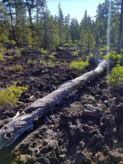 Lava Cast Forest Trail - La Pine, OR