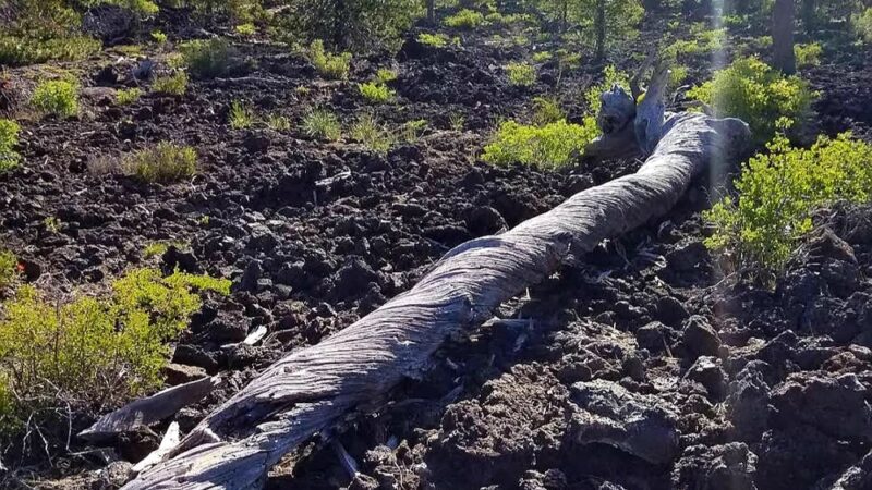 Lava Cast Forest Trail - La Pine, OR