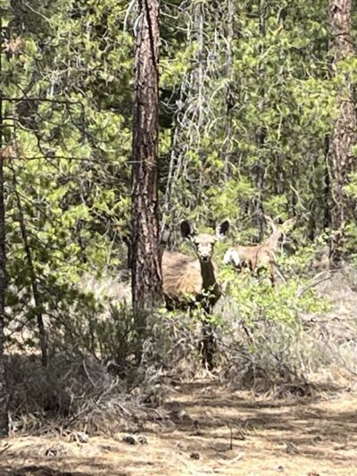 North Twin Lake Campground - La Pine, OR