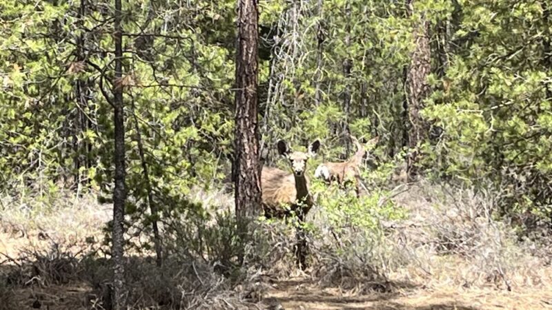 North Twin Lake Campground - La Pine, OR