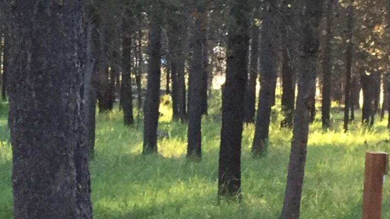 Rosland Campground - La Pine, OR