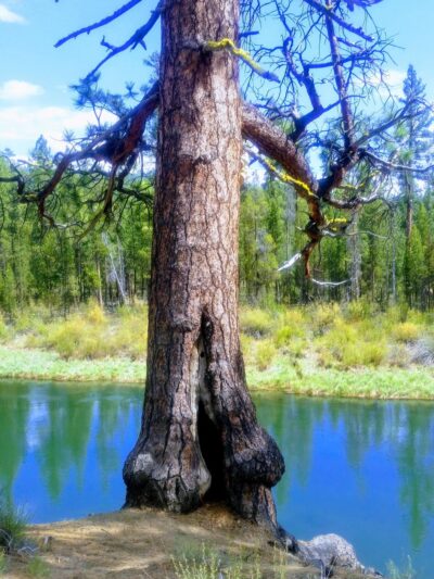 Wyeth Campground - La Pine, OR