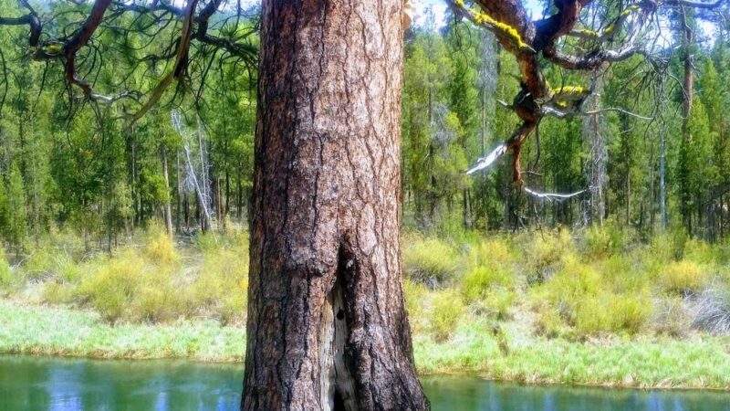 Wyeth Campground - La Pine, OR