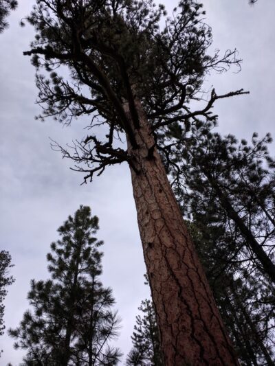 Wyeth Campground - La Pine, OR