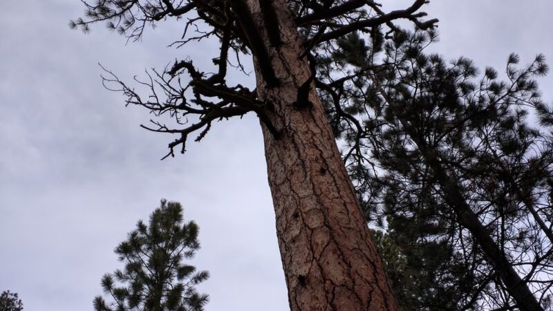 Wyeth Campground - La Pine, OR