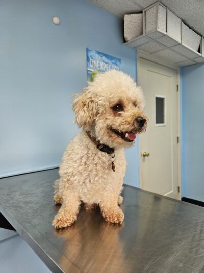 Good Samaritan Animal Clinic - La Vergne, TN