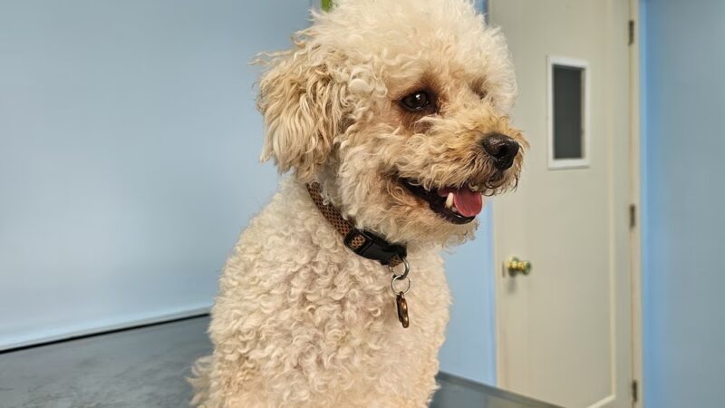 Good Samaritan Animal Clinic - La Vergne, TN